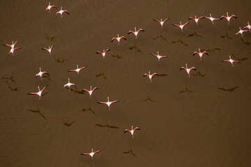 Africa, Tanzania, Aerial view of flock of Greater and Lesser Flamingos flying above salt waters of Lake Natron © Danita Delimont