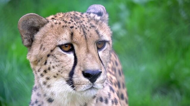 Close up portrait of cheetah in wild life nature habitat. Feline animals of Africa. Dangerous predator hunting. Concept of wildlife