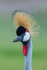 Africa, Tanzania, Ngorongoro Conservation Area, Grey Crowned Crane (Balearica regulorum) on Ndutu Plains