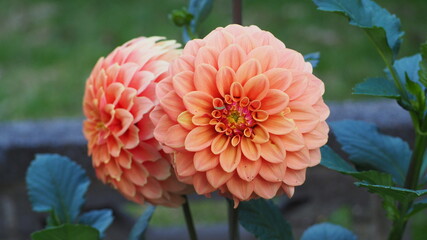 orange dahlia flower