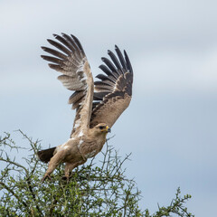 Africa, Tanzania, Ngorongoro Conservation Area, Tawny Eagle (Aquila rapax) flaps wings while taking flight from top of Acacia tree on Ndutu Plains