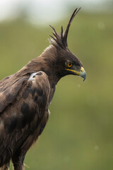 Africa, Tanzania, Ngorongoro Conservation Area, Long- Crested Eagle (Lophaetus occipitalis) stands perched on dead tree branch on Ndutu Plains
