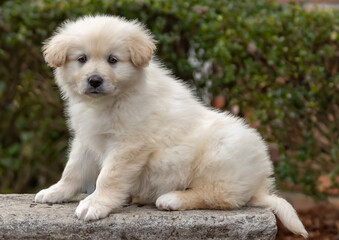 white puppy sitting on bench outside. puppy with fluffy fur. portrait of rescue pup.