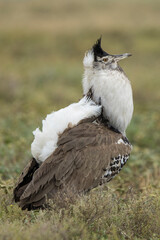 Africa, Tanzania, Ngorongoro Conservation Area, Adult male Kori Bustard (Ardeotis kori) in breeding plumage during courtship display on Ndutu Plains