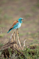 Africa, Tanzania, Ngorongoro Conservation Area, European Roller (Coracias garrulus) with beak open wide resting on wildebeest skeleton on Ndudu Plains