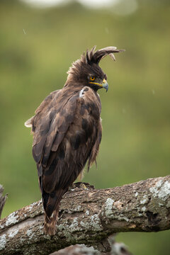 Africa, Tanzania, Ngorongoro Conservation Area, Long- Crested Eagle (Lophaetus occipitalis) stands perched on dead tree branch on Ndutu Plains