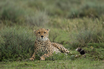 Fototapeta na wymiar Tanzania, Ngorongoro Conservation Area, Adult Cheetah (Acinonyx jubatas) resting on green grass at start of rainy season on Ndutu Plains