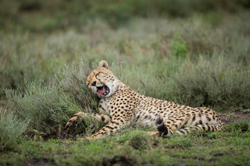 Tanzania, Ngorongoro Conservation Area, Adult Cheetah (Acinonyx jubatas) yawns while resting on green bushes at start of rainy season on Ndutu Plains