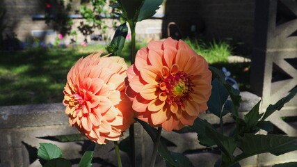 red and yellow flower