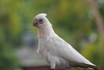 close up of a white parrot