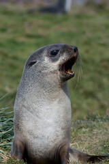 Fototapeta premium British Overseas Territory, South Georgia, Grytviken. Antarctic fur seals.
