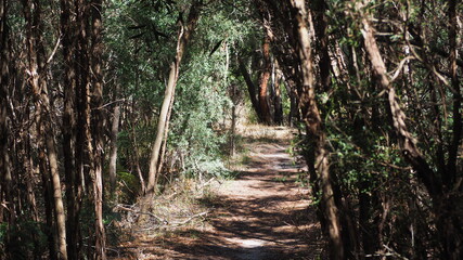 path in the forest
