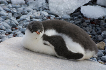 Antarctica. Brown Bluff. Gentoo penguin (Pygoscelis papua) chick.