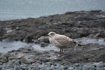 Antarctica. Brown Bluff. Kelp Gull (Larus dominicanus)