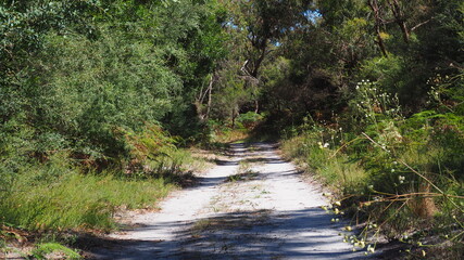 path in the forest