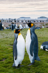 Obraz premium South Georgia. Salisbury Plain. King penguins (Aptenodytes patagonicus).