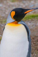 South Georgia. Salisbury Plain. King penguin