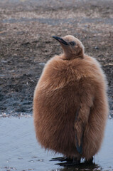 South Georgia. Salisbury Plain. King penguins (Aptenodytes patagonicus) chick with fluffy brown feathers. © Danita Delimont