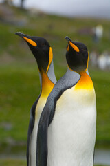 Fototapeta premium South Georgia. Saint Andrews. King penguin (Aptenodytes patagonicus) mated pair.
