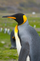 South Georgia. Saint Andrews. King penguin (Aptenodytes patagonicus).