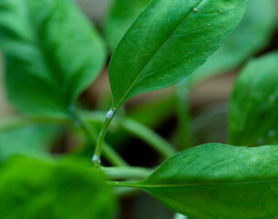 the disease of flowers. basil affected by flower disease on the leaves and stems white bloom from flower disease