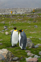 South Georgia. Saint Andrews. King penguin (Aptenodytes patagonicus) pair.