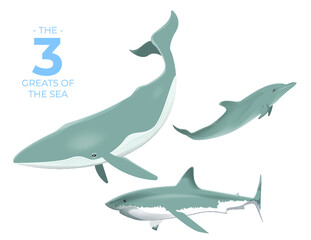 the 3 greats of the sea Blue Whale, Dolphin and White Shark © Joaquin