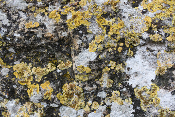 Yellow mosses on a rock, background texture