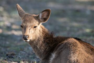 Fototapeta premium Red deer in the Forrest 