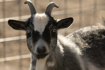portrait of a goat
