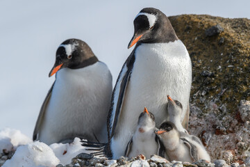 Obraz premium Antarctica, Antarctic Peninsula, Brown Bluff. Gentoo penguin with three chicks.