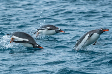South Georgia Island, Cooper Bay. Gentoo penguins porpoising.