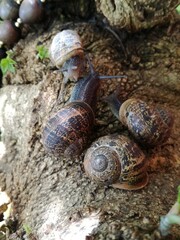 snail on a leaf