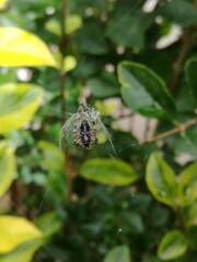 spider on the web