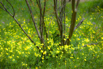春、野に咲くキンポウゲをソフトイメージに写す	