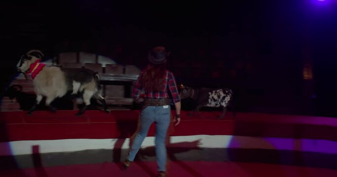 Trained goats are running along the stage of the circus and jumping, 4k