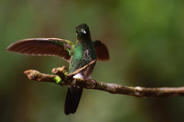 Hummingbird in Colombia