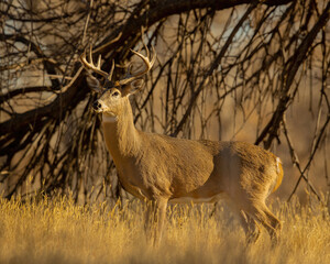 Whitetail Deer Buck in woods