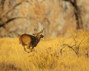 Whitetail Deer Buck running