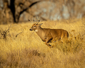 Whitetail Deer Buck running through woods