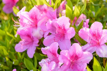 ツツジ うららかな春の季節 ぼんやりイメージ公園の花 日本・熊本県菊池郡大津町昭和園2020年4月 Azalea The balmy spring season Vague image park flowers Showaen, Ozu Town, Kikuchi District, Kumamoto Prefecture, Japan April 2020