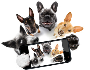 group of dogs taking selfie with smartphone