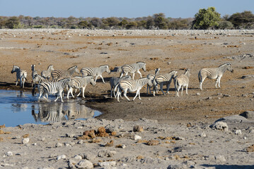 Fototapeta na wymiar Herd of zebras around a waterhole in Etosha National Park, Namibia.