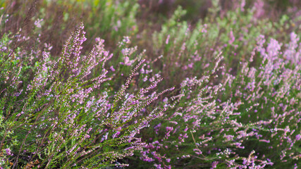 Paysage forestier f&eacute;&eacute;rique, dans la for&ecirc;t des Landes de Gascogne.  On y trouve surtout des foug&egrave;res et des fleurs de bruy&egrave;re sauvages