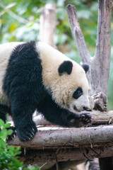 Obraz na płótnie Canvas Asia, China, Sichuan Province, Cheng Du, Giant Panda