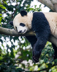 Obraz premium Asia, China, Sichuan Province, Cheng Du, Giant Panda