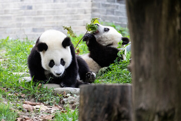 Asia, China, Sichuan Province, Mt. Qincheng Town, Giant Panda