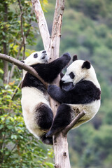 Asia, China, Wolong, Giant Panda, Part of the UNESCO Man and Biosphere Reserve Network