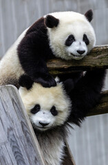 Fototapeta premium Asia, China, Wolong, Giant Panda, Part of the UNESCO Man and Biosphere Reserve Network