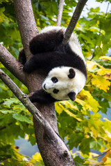 Asia, China, Wolong, Giant Panda, Part of the UNESCO Man and Biosphere Reserve Network